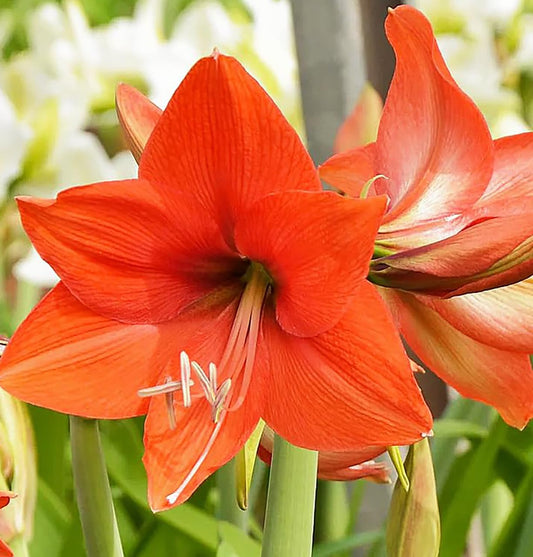 Bellini Amaryllis Bulb - Bare Root for Stunning Blooms - Orange Tangerine Front with Light Back - Unique Two-Tone Color for Gardens, Pots & Indoor Décor - Easy-to-Grow Amaryllis Bulbs