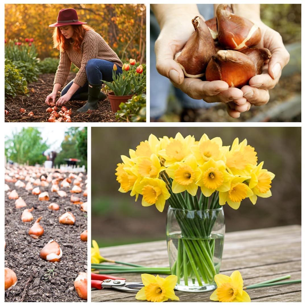 Large Flowering Mix Daffodil Bulbs for Planting, Stunning Perennial Flower Bulbs, Borders, Garden, Landscaping, Bulb Size 12/14 cm, Large Flowering Daffs (25 Bulbs)