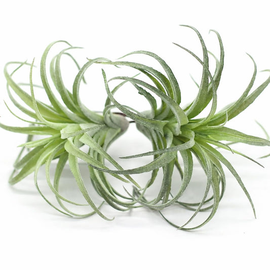2 Pack Artificial Air Plants, Realistic Looking Faux Tillandsia Succulents Plants for Home Decor, Indoor Outdoor Garden, Terrarium, Office Desk, Wedding Displays (Green)