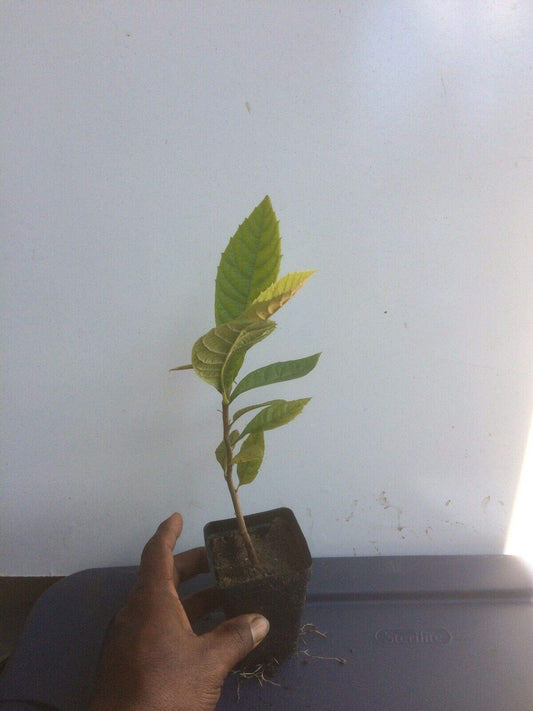 Loquat Tree (Eriobotrya Japonica), Live Tree, Japanese Plump Golden Color Fruit Tree (4-9 Inches)