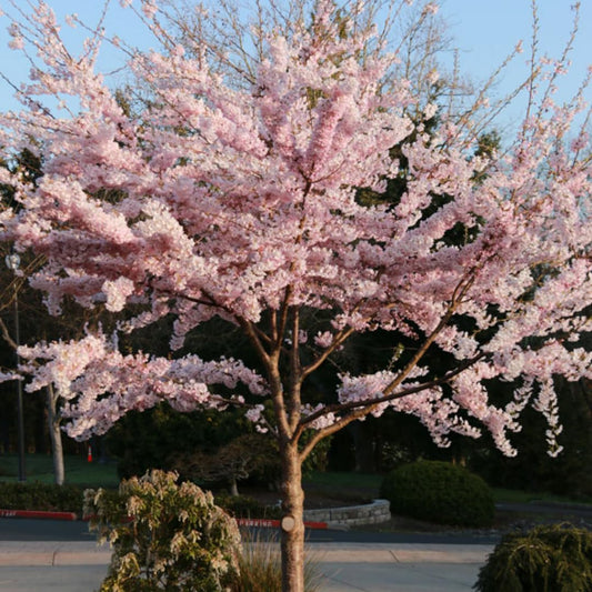 Cherry Blossoms Tree Live Plant, Flowering Cherry Blossom Perennial Bloom, 9 Months Old Trees, 6-12" in Tall