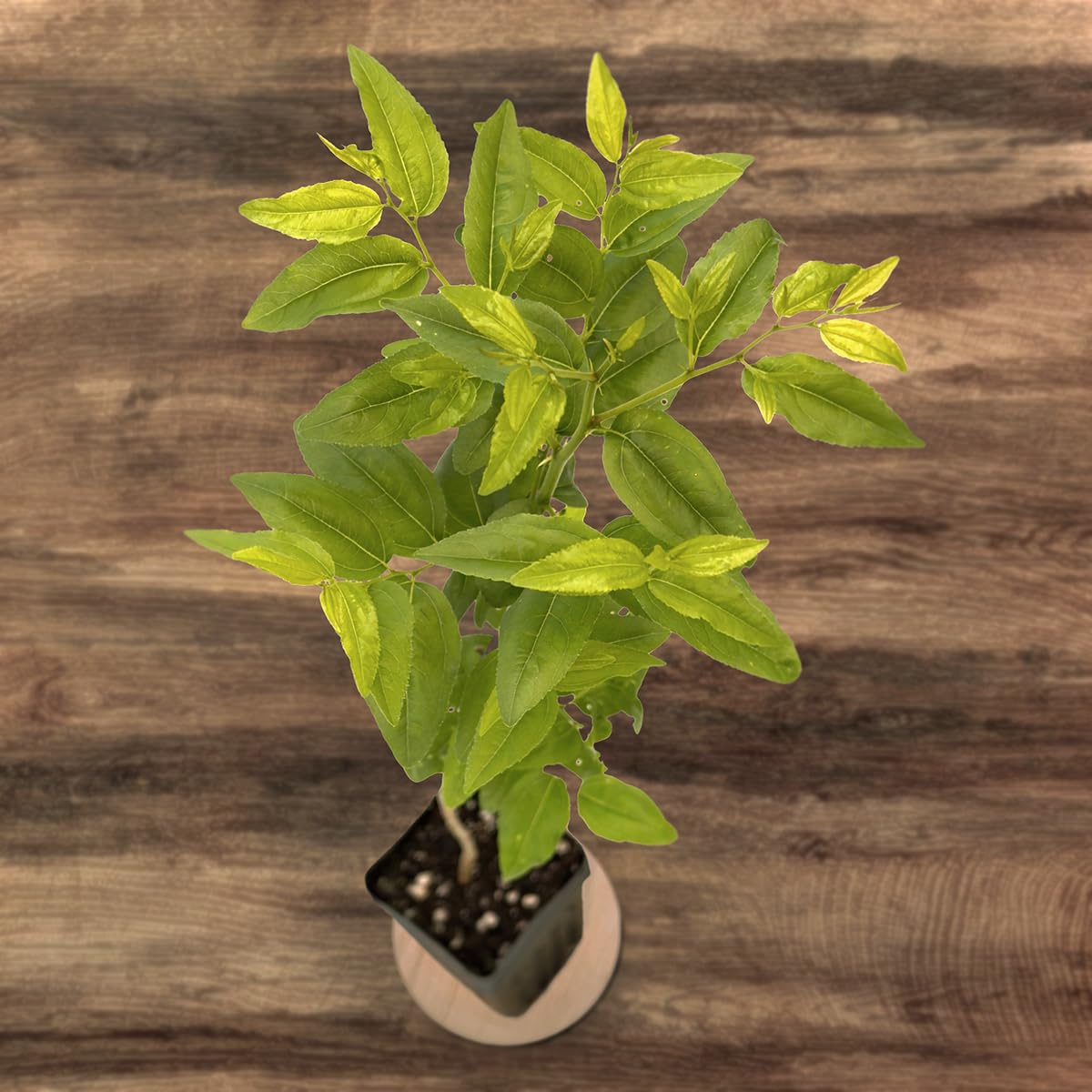 Jujube GA-866-1 Plant - Edible Fruit Tree