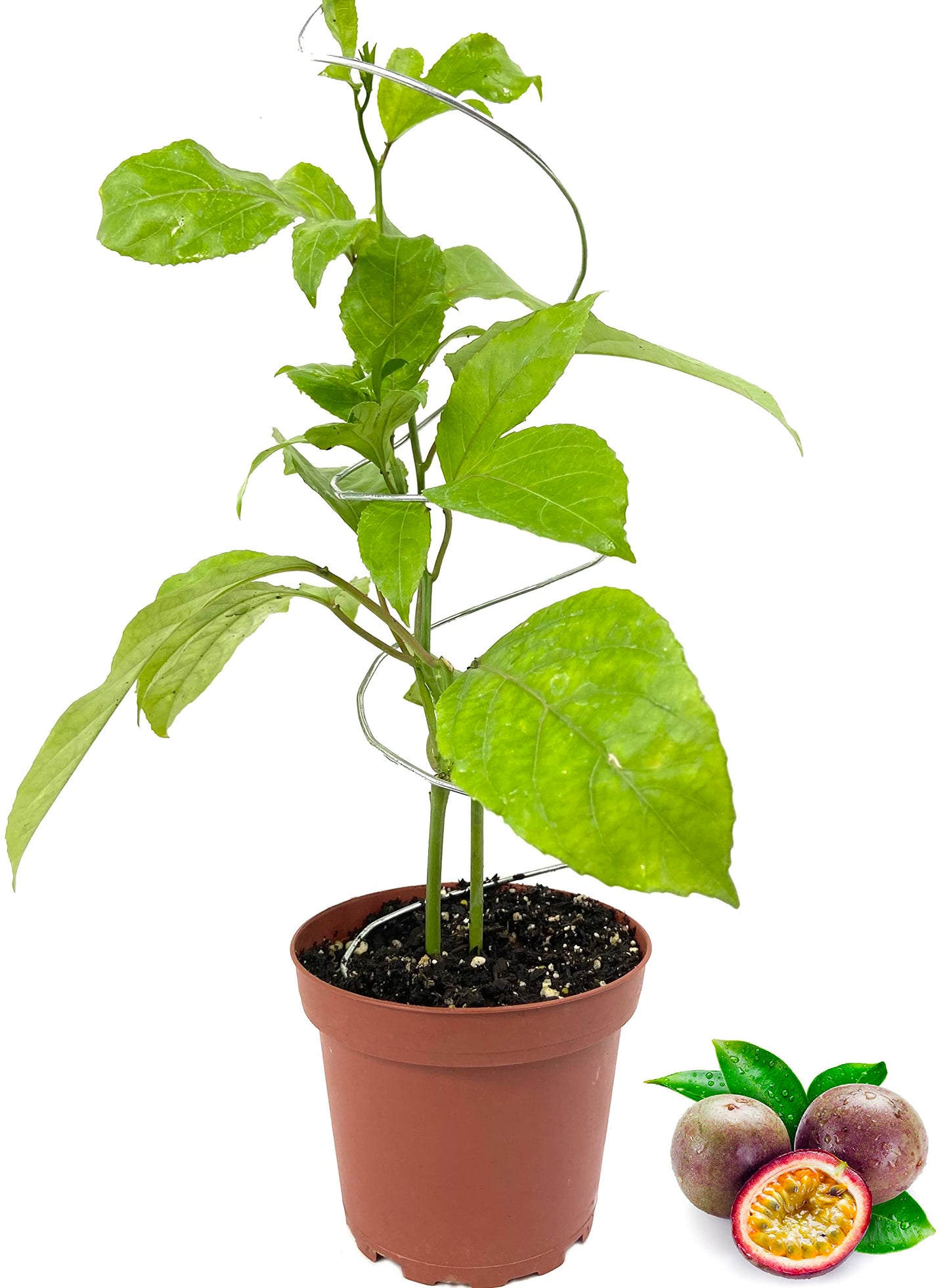 Passion Fruit Plant - 10 Live Plants in 4 Inch Growers Pots - Edible Fruit Bearing Vine for The Patio and Garden