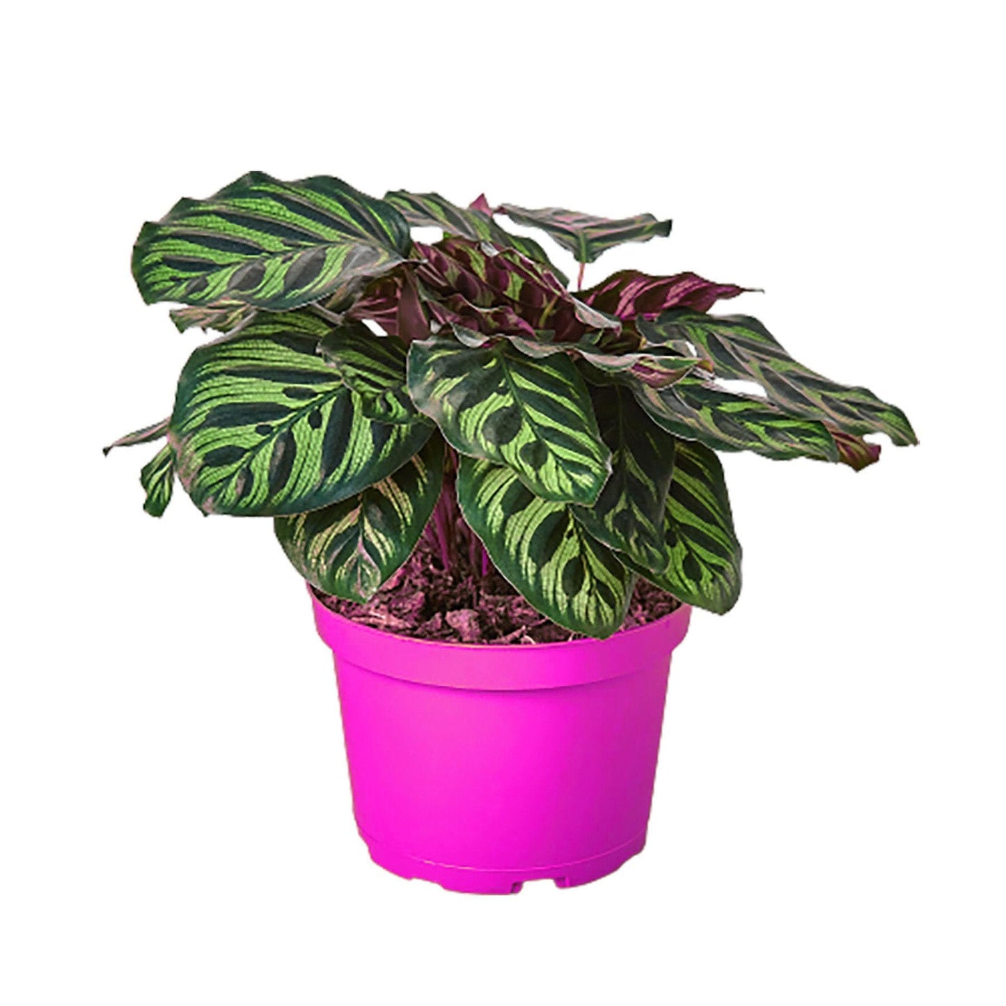 7 Pack Calathea 'Makoyana' in 4in Pot - Live Tropical Houseplant - Easy to Grow | Air Purifying | Pet Friendly | Variegated | USA Growers | The Snobby Leaf