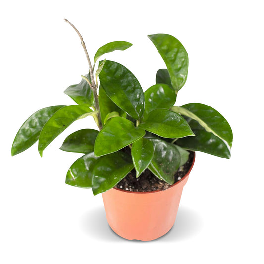 California Tropicals Live Hoya Carnosa Krinkle Wax Plant - Unique Houseplant, Indoor & Outdoor Decorative Garden Gift, Easy to Grow with Potting Soil, Planters & Pots for Home Decor, Office & Patio