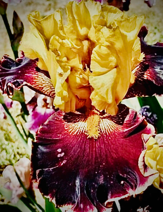 Seeds*Bulbs*Plants*&More Sun Devil Bearded Iris Rhizome, Root, Plant