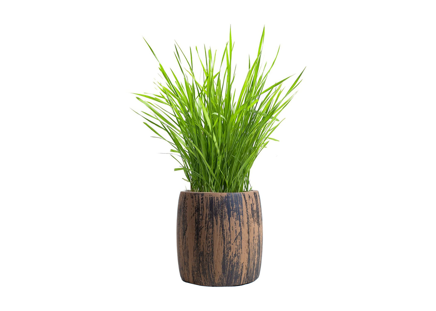 Cali Kiwi Pros Cat Grass for Indoor Cats Kit – Best Value Organic Seed & Soil for 4 Plantings, Includes Cat Toy Gift & Hairball Remedy (Wicker Brown)