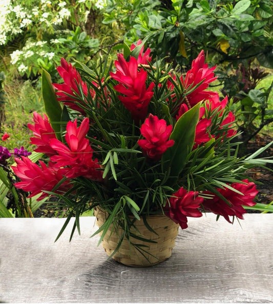 Live Plant - Hawaiian Red Ginger-Alpinia Purpurata- Small Rooted Starter Plant