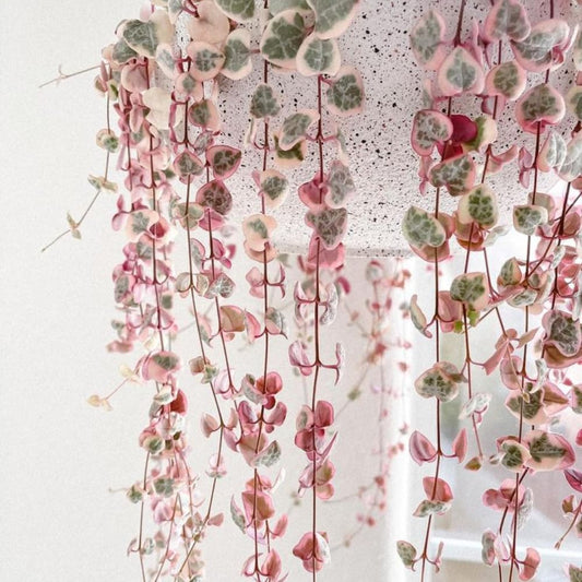 String of Hearts Plant in 2.5-Inch Pot, Rare Trailing Succulent for Indoor Planting, Hanging Houseplant for Decoration