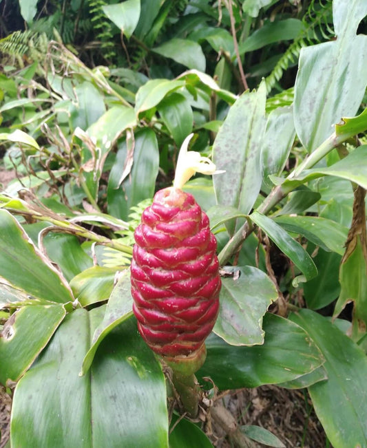 Live Shampoo Ginger Plant (Zingiber zerumbet) – 6" Tall Starter in 4-Inch Pot – Pinecone Ginger Lily – Fragrant, Ornamental, and Natural Hair Care – Indoor/Outdoor Exotic Tropical Plant