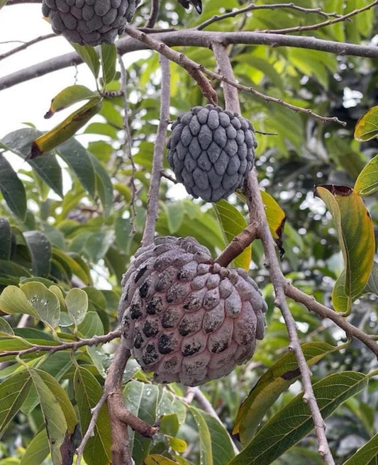 Big Red Sugar Apple(Annona Squamosa) Anon Rojo Tropical Live Fruit Tree(2ft Tall) Plant