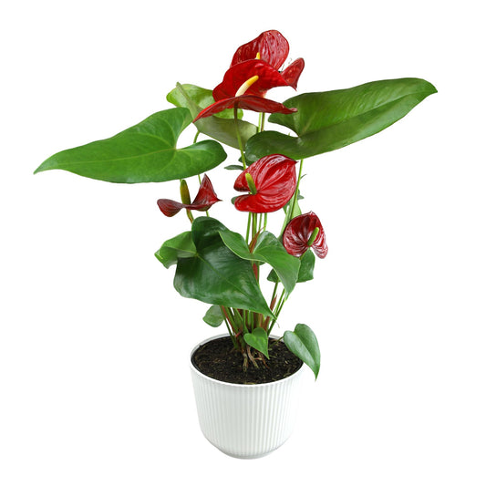 Altman Plants Red Anthurium Live Plant Decor in 6 Inch White Plastic Plant Pot, Easy to Grow Desk Plant, Easy Plant Gift, Decorative Indoor Plant, Live Anthuriums Live Plants Grown in Potting Soil Mix