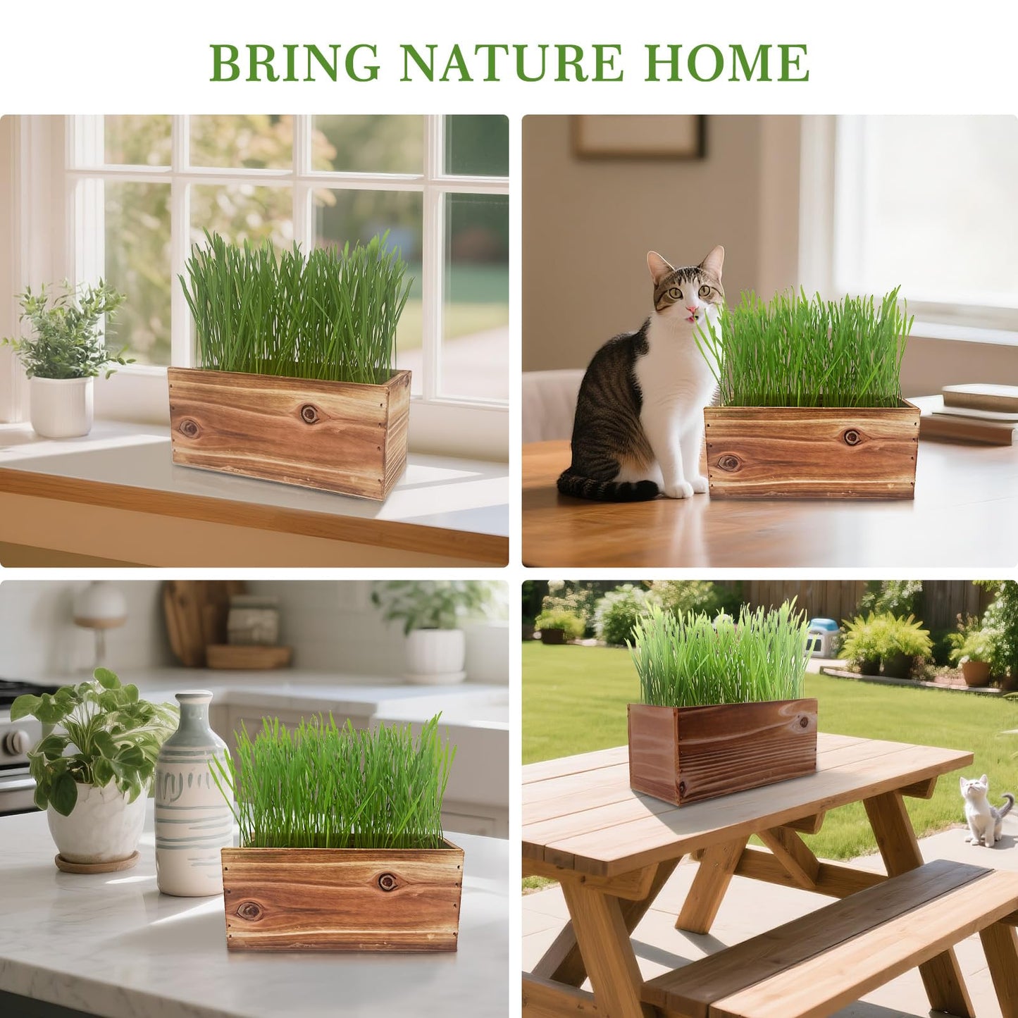 Cat Grass Kit for Indoor Cats, x5 Seed Packs, Complete with Exquisite Wood Planter Soil & Mini Gardening Tools, Good for Pet, Prevents Hairballs, Aids Digestion, Special Gifts for Cat Lovers