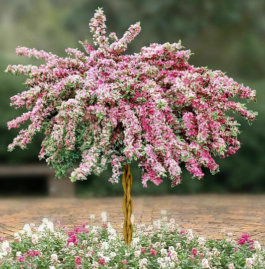 Live Plant - Variegated Weigela Bush/Shrub - 6-12" Tall Live Plant - Outdoor Garden