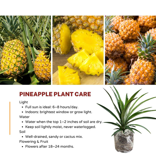 Gold Pineapple Plant Live for Planting 5 to 8 Inch Tall, Sweet Pineapple Fruit Tree Live Plant, Pineapple Seedling