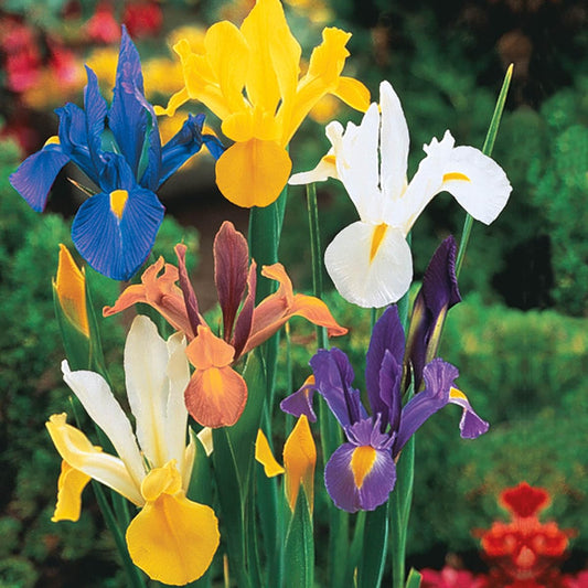 Direct Gardening Dutch Iris Mixture Dormant Spring Flowering Bulbs (20-Pack)