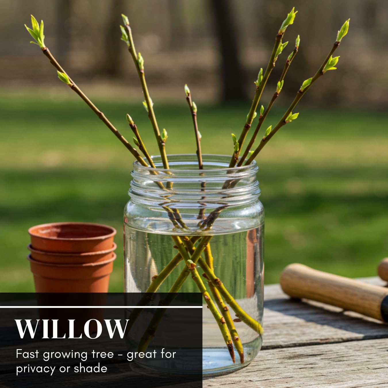50 Hybrid Willow Tree Cuttings to Grow - Fastest Growing Tree in The World - Fast Privacy Hedge, Shade Trees - Grow Aussie Willow Trees