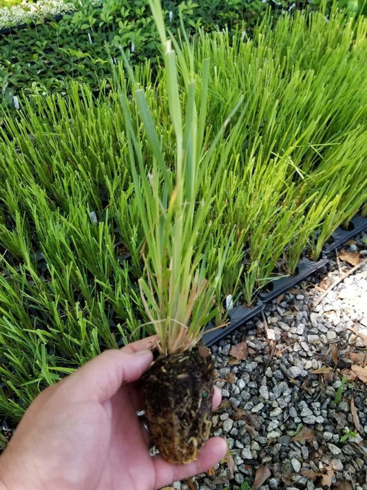 Live Plant - (1)- White Pampas Grass (Cortaderia) - Starter Plant (4M) (1 Live Plant)