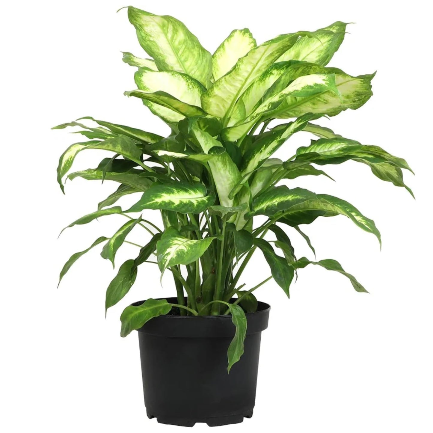 Dieffenbachia 'Dumb Cane' Live Indoor Houseplant, Variegated Green and White Tropical Foliage (Big Ceramic)