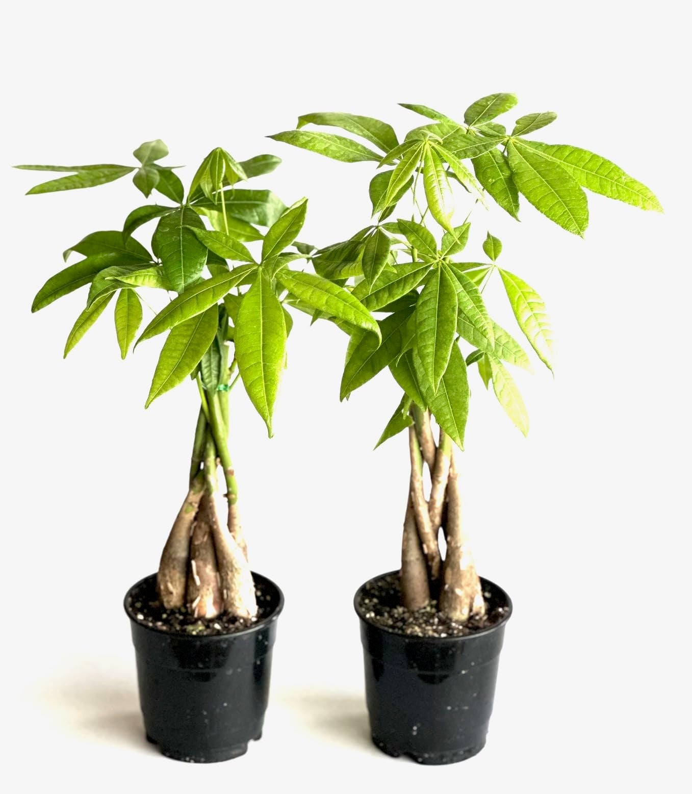 2-Pack Money Tree Pachira Plants, Braided Stems, 4 Inch Pots, Indoor Live Houseplants- La Costa Plants, Green