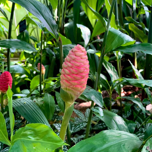 Shampoo Ginger Plant, Cold Hardy Red Ginger, 3-5 Inches Tall, Zingiber Zerumbet Live Outdoor Landscape