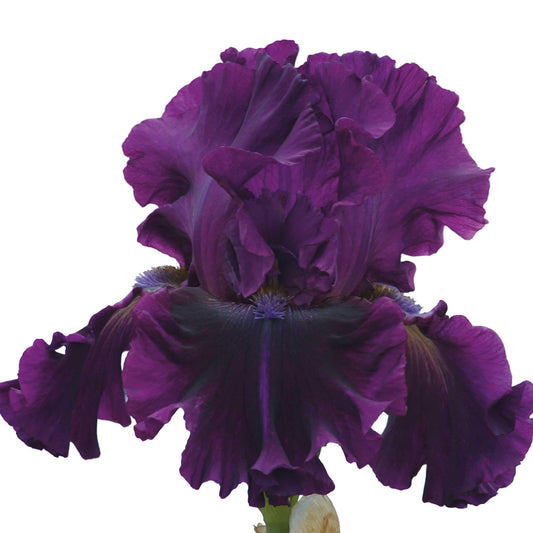 Bearded Iris for Veronica Plant Potted - Deep Purple Black Flowers, Stargazer Perennials
