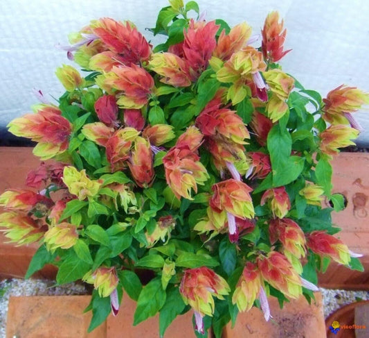 Live Plant - Red & Yellow Shrimp Starter Plant Beloperone Gutatta Beautiful Unique Blooms