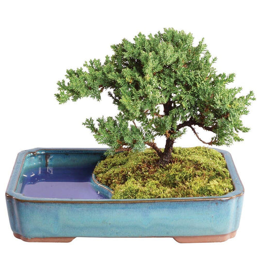 Brussel's Bonsai - Live Green Mound Juniper Bonsai Tree with Water Bonsai Pot, Outdoor Bonsai Tree Live Plant, 5 Years Old, 6-10 Inches Tall, Easy Care Bonsai for Patio Garden (Medium)