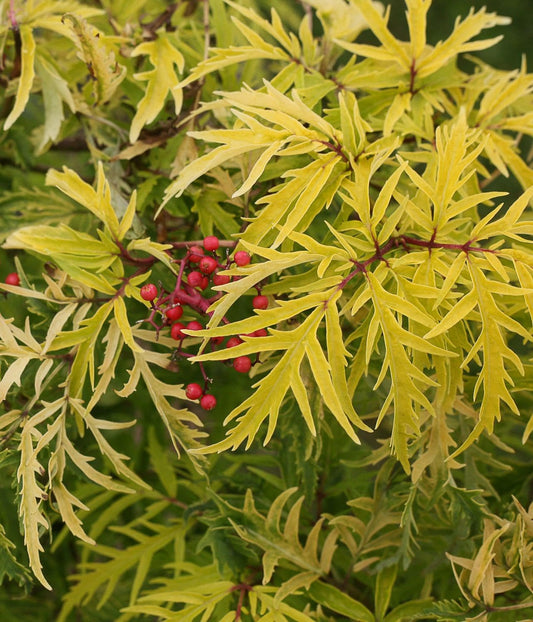 Live Plant - 2 Lemony Lace Elderberry Shrubs - 6-12" Tall Live Plants - 4" Pots - Sambucus