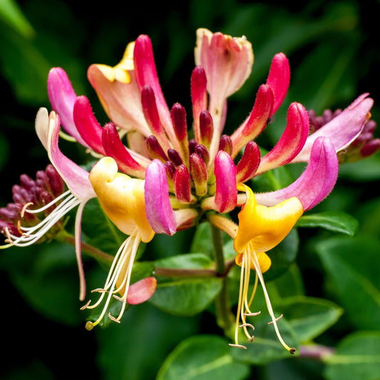 Honeysuckle Vine Plant, Red Honeysuckle Plant 2.5 Inch Pot, Honeysuckle Flower Plant 4 to 6 Inch Tall