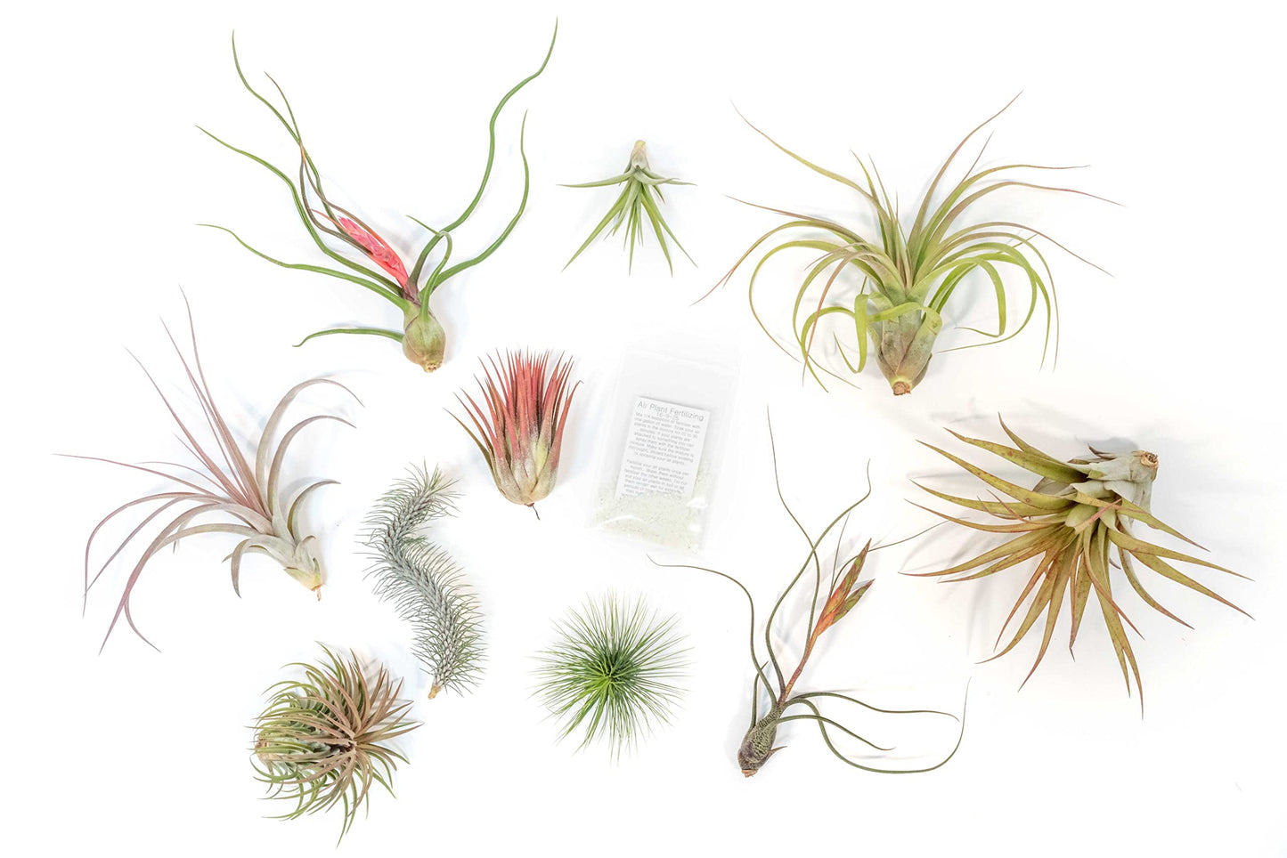 Air Plant Shop 10 Pack Premium Variety Pack with Fertilizer Packet- Wholesale and Bulk - Succulents - Live Tillandsia - Easy Care Indoor and Outdoor House Plants