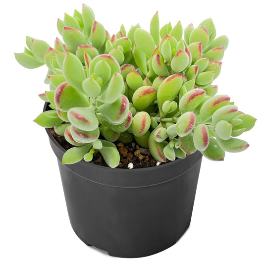 Sprout N Green Cotyledon Pendens, Live Succulent Fully Rooted in 4" Pot with Soil, Trailing Plant for Home Office Wedding Indoor Outdoor Hanging Decor DIY Project Party Favor, Keep Away from Pets