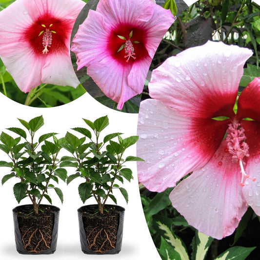 2 Rose Hibiscus Plants Live 5-9" in Tall, Hardy Hibiscus Tree Live Plant Year-Round Blooming, No Pot, Outdoor Perennial Planting