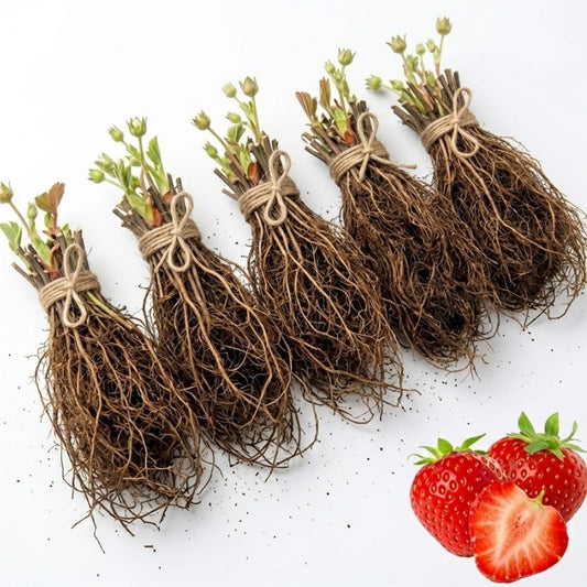 50 Strawberry Plants, Allstar Strawberry Roots, Productive Berry Shrub, Easy Care Edible Plants for Home Gardening and Patio Pots, Outdoor Indoor Planting