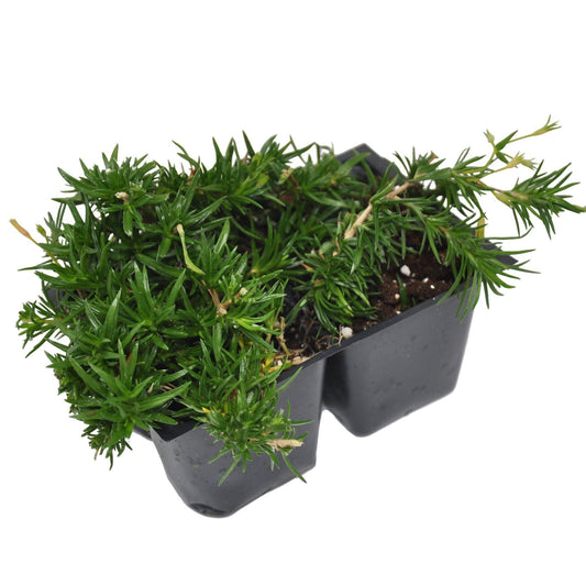 Phlox subulata ‘Amazing Grace’, Creeping Phlox, Moss Phlox, Moss Pinks, Ground Cover, Evergreen with Showy White Flowers, Container Size: 4X 2.63x1.72x2.75