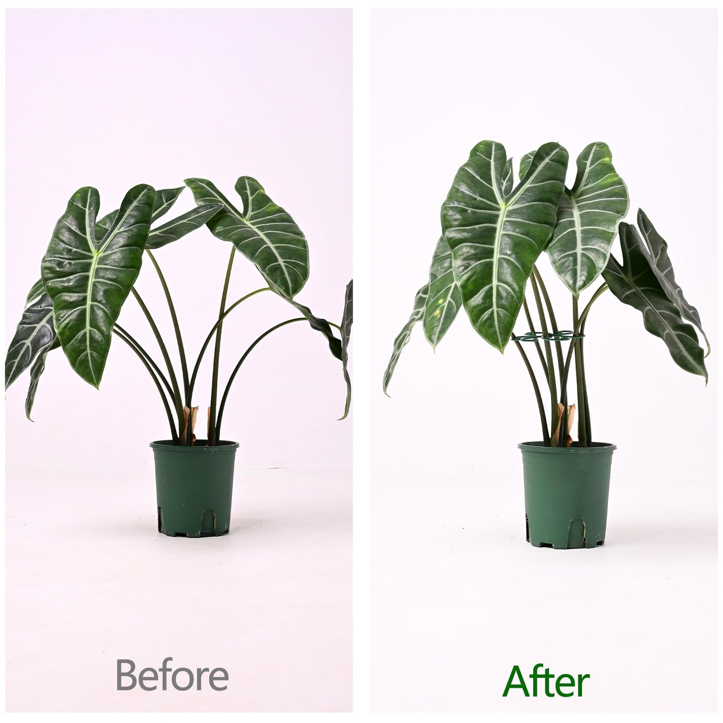 Yohsnor 5PCS Monstera Plant Support Hook - 4.1 * 4.4IN, Durable Flexible Stabilizers for Indoor Plants, Metal Stem Supports and Leaf Holders, Easy Tool-Free Operation, Ideal for Fishbone Cactus Care