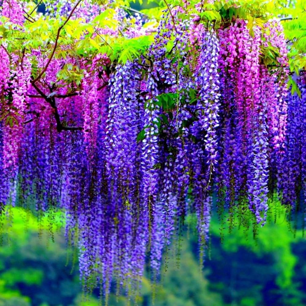 Purple Wisteria Vine Live Plant, 6-12" Tall in 2.5 Inch Pot, Hardy Climbing Flowering Plant for Garden or Patio,Wisteria Tree