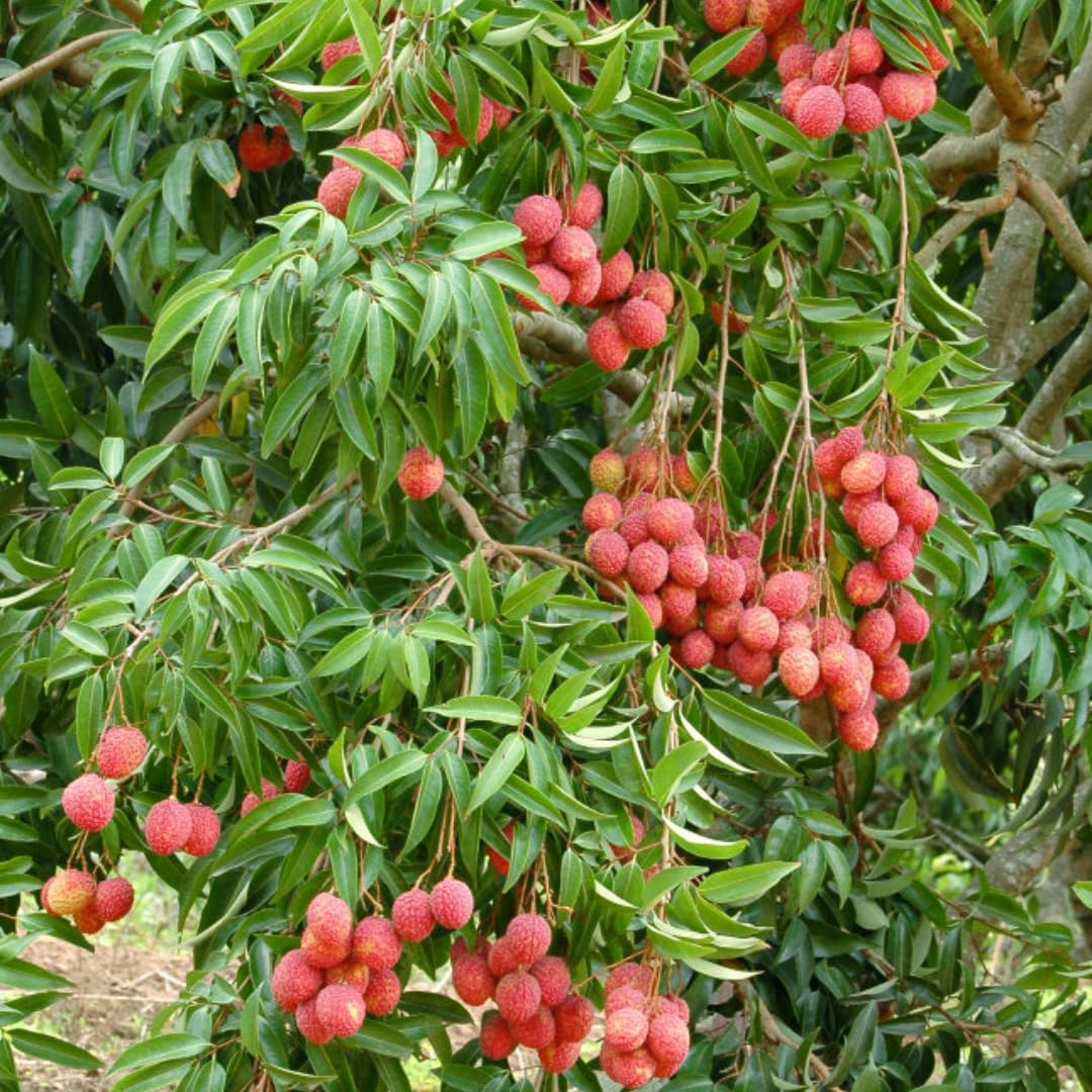 Mauritius Lychee Trees Live Plants | 2.5–3 Ft Live Potted Plant | Compact Sweet Fruit Tree for Patios, Balconies & Backyard Gardens | No Ship to CA,HI,AK