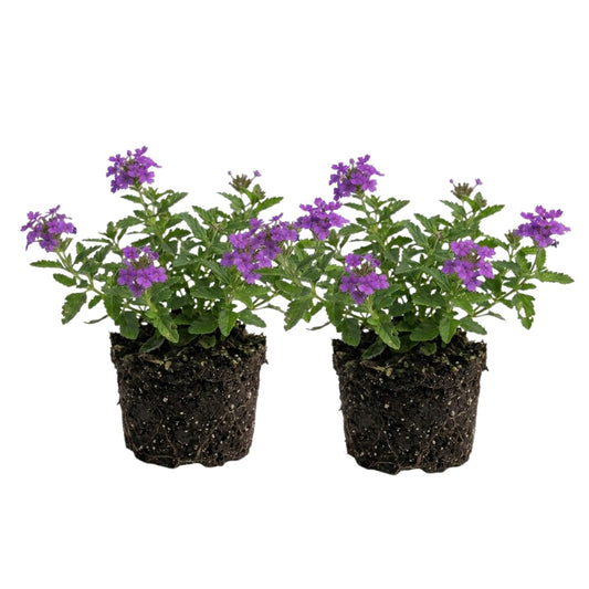 2 Dark Purple Verbena Live Plants, Trailing Verbena Plants for Planting Outdoor, Perennial Ground Cover Flowers 4-7 Inches