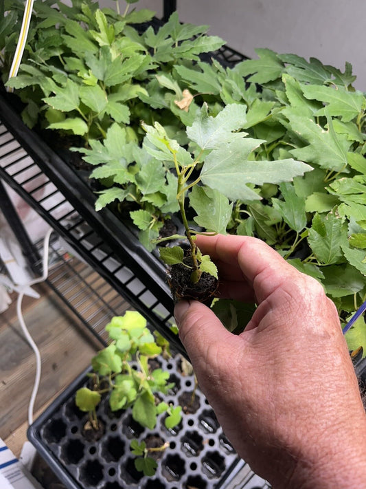 Live Plant - Edible Fruit Plants Combo Pack