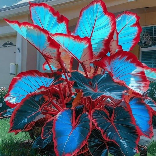 EDRHTJG Giant Leaf Foliage-Elephant Ear-Alocasia for Outdoor Patio Living-Instant Impact-Natural Bronze Sheen (6)
