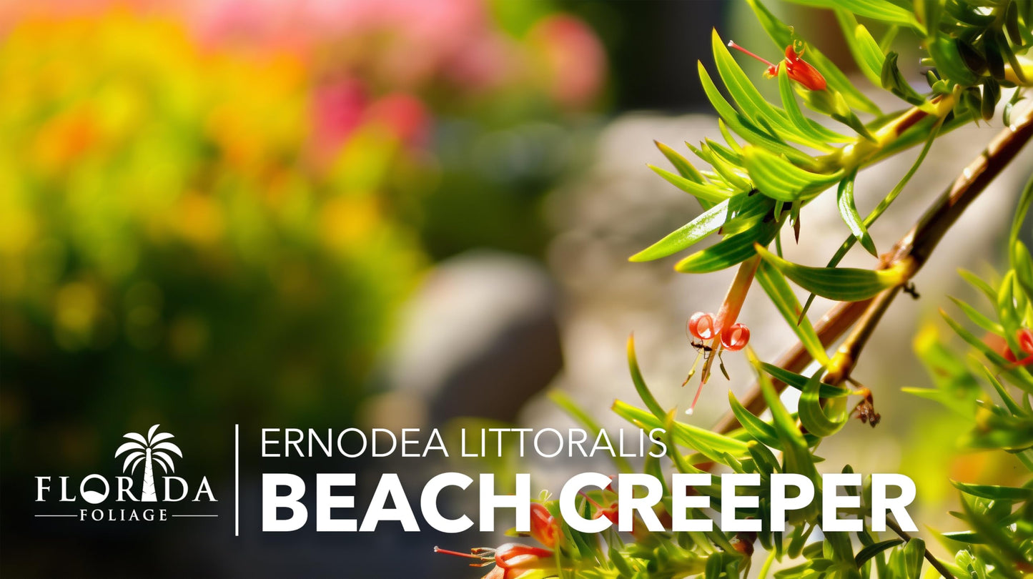 Beach Creeper | 20 Live Plants | Ernodea Littoralis | Coastal Ground Cover | Salt Tolerant | Low Maintenance | Drought Resistant | Fast Growing | Ideal for Sandy Soils | Tropical Landscaping