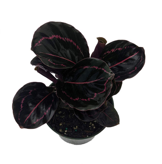 SmartMe Live Plant - Dottie Rose Painted Prayer Plant - Calathea roseopicta 'Dottie' - Easy - 4" Pot - Flowering Plant