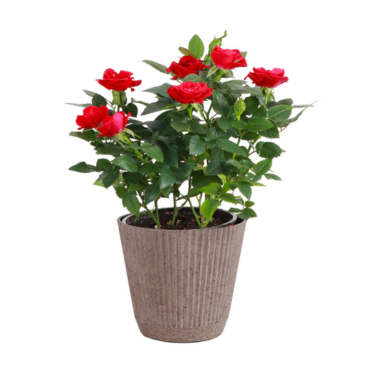 Thorsen's Greenhouse Mini Rose Bush, Spring Blooming Live Plant, Suprise Bloom Color, Gift for Mom, 4" Diameter Plant (Coffee)