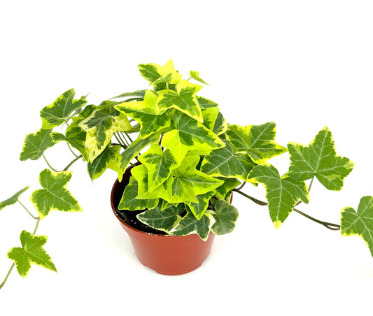 Ivy Gold Child Hedera Helix Easy Houseplants, 4" Pot