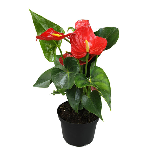 6" Red Anthurium Live Plant Decor, Live House Plants, Anthuriums Live Plants Indoor Plants Live Houseplants, Real Plants Indoor Live Plants, Easy Plant Lover Gifts for Plant Lovers by Plants for Pets