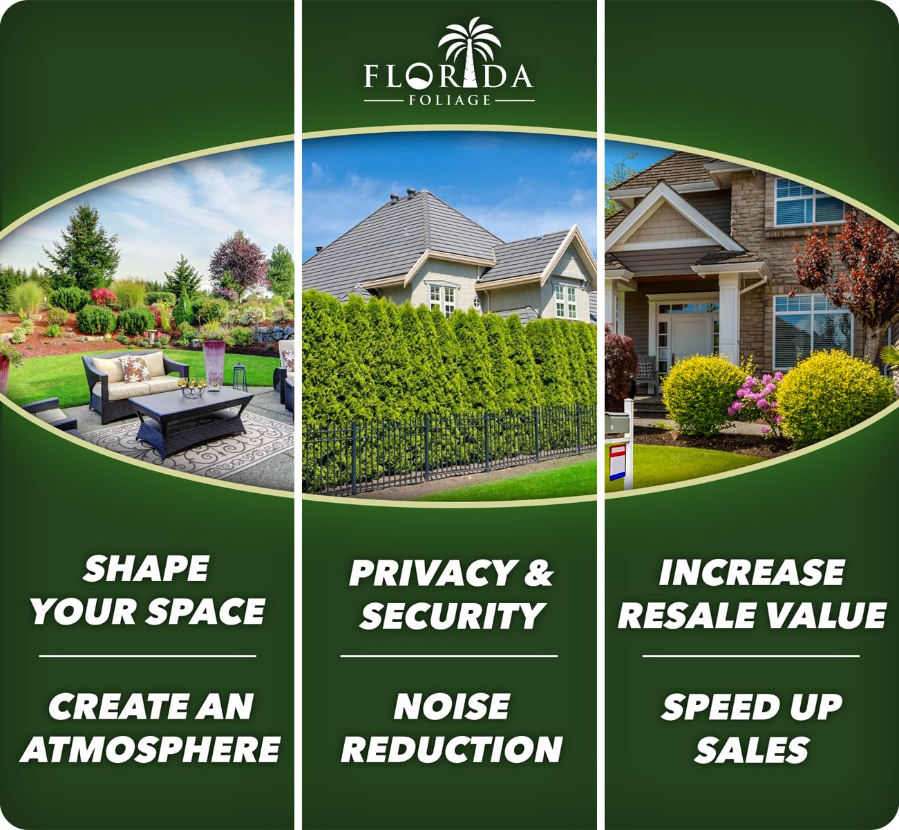 Asiatic Jasmine Minima - 60 Live Plants - Asian Ground Cover Fully Rooted with Soil