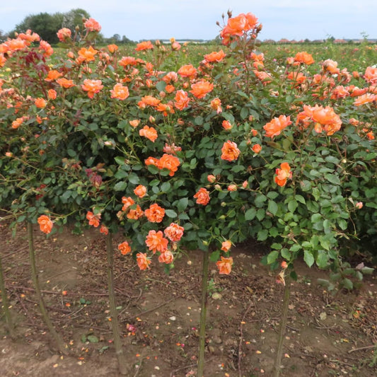 Honey-Apricot Rose Bushes Ready to Plant, Climbing Roses Live Plants Fragrant, 6-8 Inc Tall in Pot, Year-Round Blooming, Can Grow as Bush or Climber