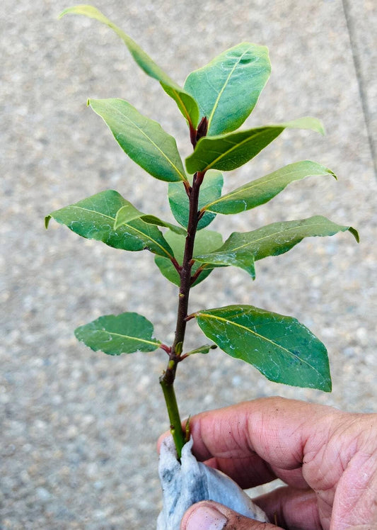 Live Plant - Bay Leaf Tree - 5-6" Tall Live Plant, Seedling, Sweet Bay Laurel, Laurus nobilis