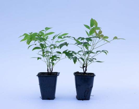 2 Heavenly Bamboo, Live Plants (Nandina Domestica), 2.5” Nursery Cubes, Striking Foliage